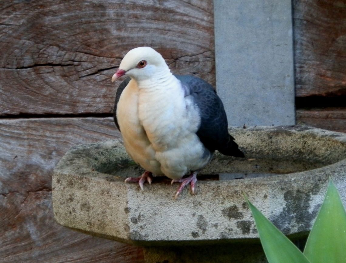 White-headed Pigeon ( Columba leucomela) This handsome visitor to our back yard looked very much like a large domestic pigeon with a fluffy white breast and head; the neck feathers separated like gill slits when it extended the neck. The top of the head had a pale yellow wash. The white belly between the legs had grey flecks. The back, wings and tail were a deep grey with a metallic sheen. The edges of the flight feathers had a beautiful brown tinge. The bill was red with a pale tip.<br />
Visited our suburban backyard this morning. Australia,Columba leucomela,Geotagged,Summer,White-headed pigeon