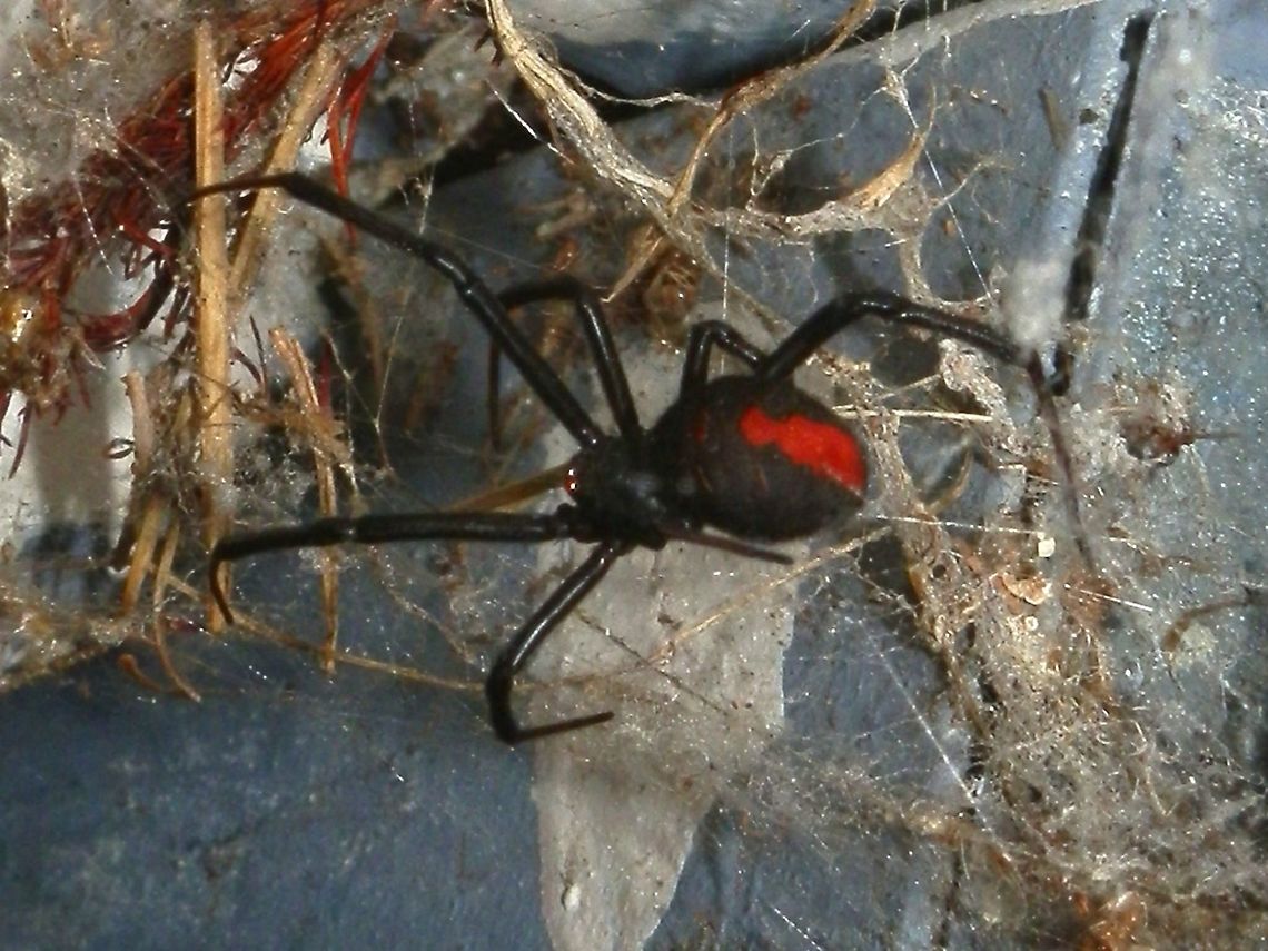 Redback Spider - female (Latrodectus hasselti) With thin black legs and a pea-shaped abdomen, the redback spider with its brig\ht red stripe would have been about 40 mm long (leg span). Spotted at night, it had descended to the centre of its web which was a tangle of silk stretching from its retreat in a crack between the bricks and the paved ground below. The flash from the camera made it dart back up the web, where I could see discarded remnants of insects. Latrodectus hasseltii,Redback spider