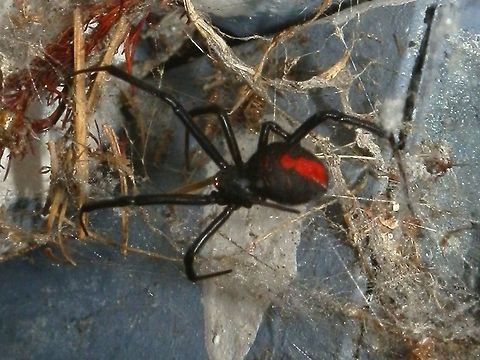 Redback Spider - female (Latrodectus hasselti) With thin black legs and a pea-shaped abdomen, the redback spider with its brig\ht red stripe would have been about 40 mm long (leg span). Spotted at night, it had descended to the centre of its web which was a tangle of silk stretching from its retreat in a crack between the bricks and the paved ground below. The flash from the camera made it dart back up the web, where I could see discarded remnants of insects. Latrodectus hasseltii,Redback spider