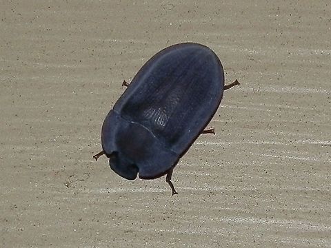 Pie-dish Beetle (Pterohelaeus peltatus) This dusty blue beetle was about 13 mm long. The dorso-ventrally flattened body had a flange around both the thorax and elytra.
Spotted under bright lights in a suburban garden.  Australia,Geotagged,Pterohelaeus peltatus,Summer