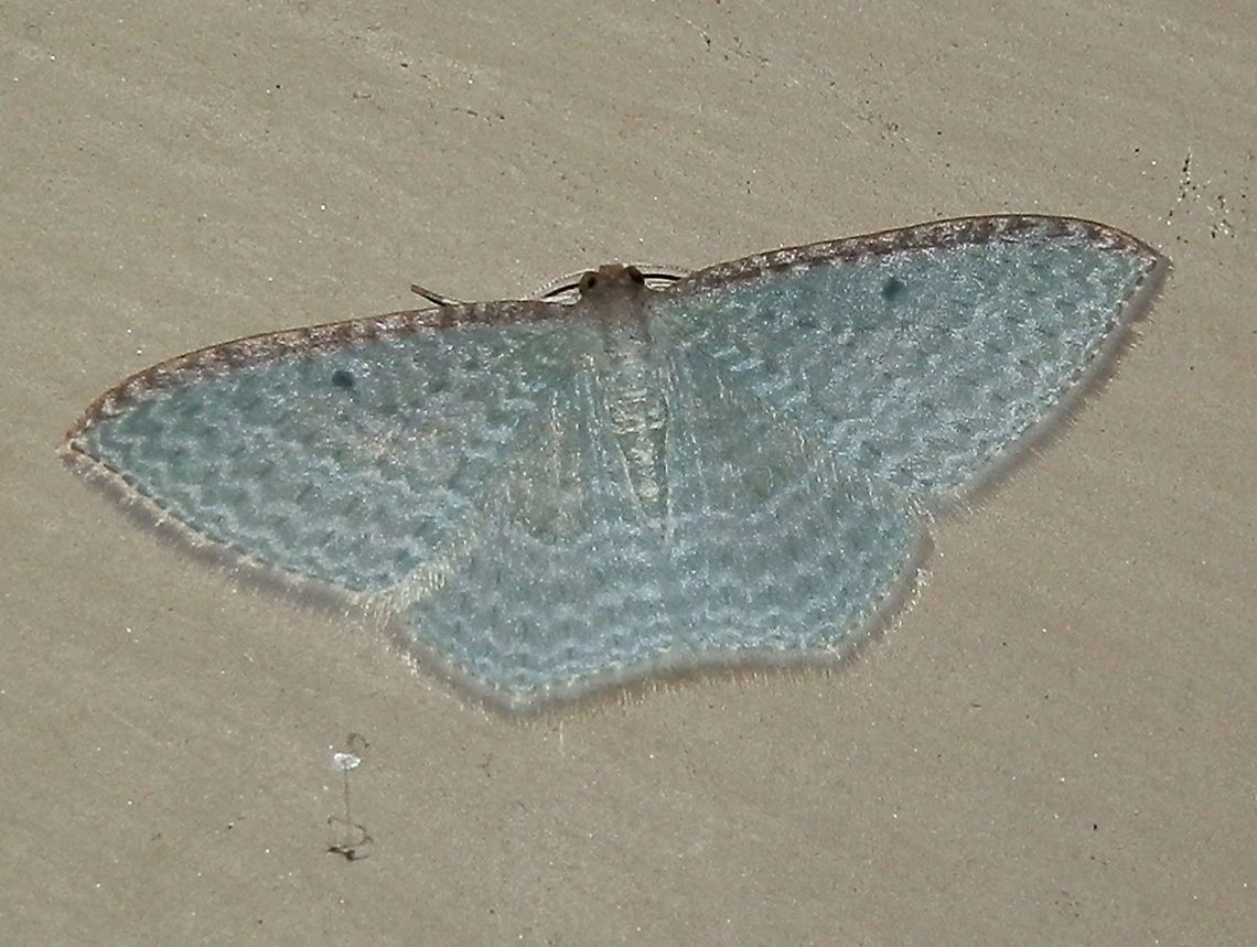 Australian Cranberry Moth An attractive small moth with pale green wings spanning to about 25 mm. Wings showed faint narrow white wiggly lines. Each fore wing had a dark spot near the costal margin. Costa were a pale brown.<br />
Spotted under bright lights near a suburban garden, on a warm night.<br />
<br />
 Australia,Geotagged,Poecilasthena pulchraria,Summer