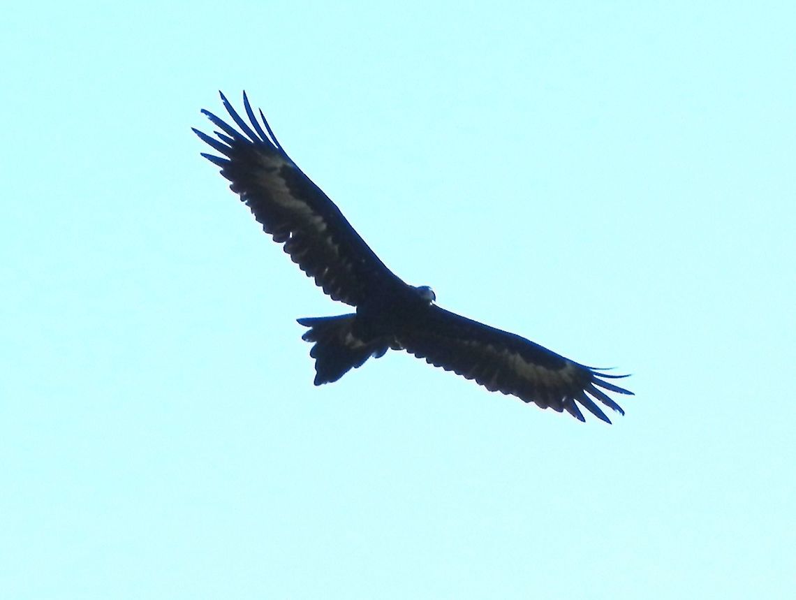 Bunjil (Wedge-tailed Eagle) Just like its name "audax", these birds did not seem to care about the flock of hundreds of other shrieking birds (Cockatoos mainly) chasing them away. This was one of three, gliding gently in the warm morning updraft in the valley. I couldn't gauge the exact size but the average wing span of these birds is 2.3 m. This one flew close enough for me to catch the pale wash on the under side of the wings and the wedge shape of the tail. A pale beak is also visible.<br />
This one was spotted near the Dandenong Ranges National Park. Fortunately they are seen more frequently now than in the years past when they were killed by farmers. Aquila audax,Australia,Geotagged,Summer,Wedge-tailed eag