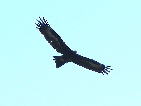 Bunjil (Wedge-tailed Eagle) Just like its name "audax", these birds did not seem to care about the flock of hundreds of other shrieking birds (Cockatoos mainly) chasing them away. This was one of three, gliding gently in the warm morning updraft in the valley. I couldn't gauge the exact size but the average wing span of these birds is 2.3 m. This one flew close enough for me to catch the pale wash on the under side of the wings and the wedge shape of the tail. A pale beak is also visible.
This one was spotted near the Dandenong Ranges National Park. Fortunately they are seen more frequently now than in the years past when they were killed by farmers. Aquila audax,Australia,Geotagged,Summer,Wedge-tailed eag