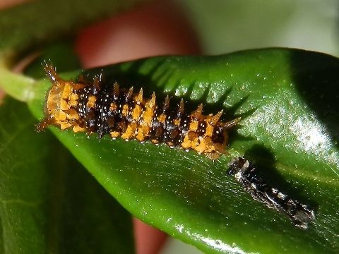 Dainty Swallowtail Butterfly caterpillar An early instar about 10 mm long seen here on a native lime leaf with what looks like its moulted skin. Australia,Dainty Swallowtail,Geotagged,Papilio anactus,Summer