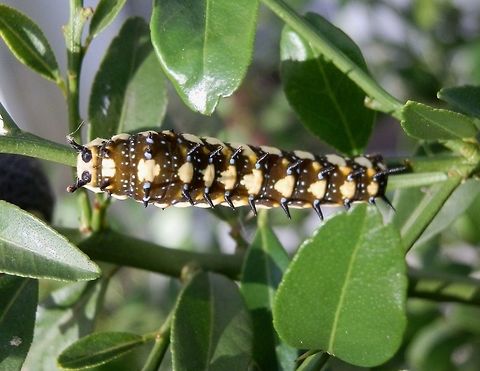 Dainty Swallowtail Butterfly - late instar This is a photo of the same caterpillar in the previous spotting but about 8 days later. It was about 3.5 cms long. The fleshy spikey outgrowths were persistent and the dark body showed small pale blue spots. The bright yellow colouring had become duller. The caterpillar was seen more active at night feeding on the leaves of this native finger lime plant. Australia,Dainty Swallowtail,Geotagged,Papilio anactus,Summer