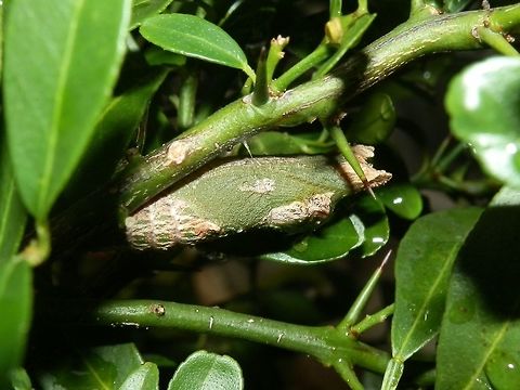Dainty Swallowtail Butterfly Chrysalis The Chrysalis at last ! After about 12 days from first spotting the early instar caterpillar, we noticed the chrysalis. It was green with pale patches, looking very much like a swollen stem - almost like a stem gall induced by the citrus gall wasp. The chrysalis was slung up securely with a thin thread-like girdle. One end of the chrysalis was bifurcated. It is quite likely to over winter, so it should be  a few months before the adult emerges. A lovely experience for us ! Australia,Dainty Swallowtail,Fall,Geotagged,Papilio anactus