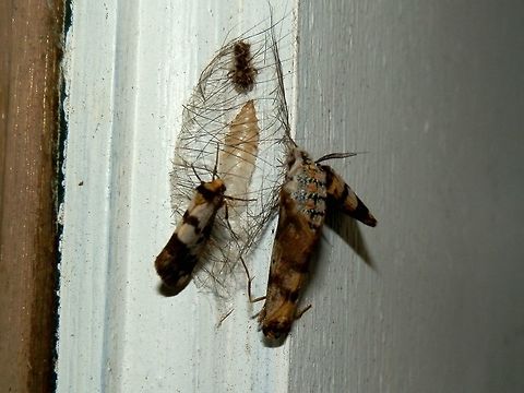 Clouded Footman ( Anestia ombrophanes) Three clouded footman males were seen fluttering around for awhile before settling on a door frame. On closer inspection I could see one of them was successful in finding and mating with a wingless female seen here as a furry white ovoid shape with thin black bands and pale orange spots along the sides. The males were of two sizes and had distinctly pectinated antennae. The mating male can be seen head pointing downwards. Beside the female was a hairy cocoon and an empty pupal case probably recently vacated by the female. Within the hairy cage was also small wrinkled piece of skin shed by the caterpillar before pupating.
 Anestia ombrophanes,Australia,Fall,Geotagged