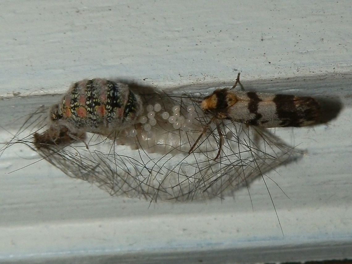 Clouded Footman -male & female with eggs These are the same moths as in the last post but this was the scene 6 days later. Two of the moths had flown away and the other was clear-off the female. The wingless female had started laying eggs seen here as minute glistening orbs. The female had the same colours as seen on the caterpillar. Will wait to see what happens next..... Anestia ombrophanes,Australia,Fall,Geotagged