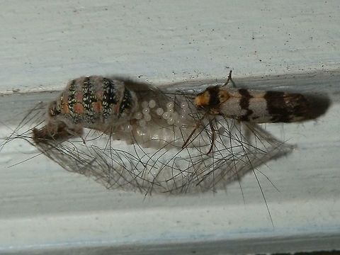 Clouded Footman -male & female with eggs These are the same moths as in the last post but this was the scene 6 days later. Two of the moths had flown away and the other was clear-off the female. The wingless female had started laying eggs seen here as minute glistening orbs. The female had the same colours as seen on the caterpillar. Will wait to see what happens next..... Anestia ombrophanes,Australia,Fall,Geotagged