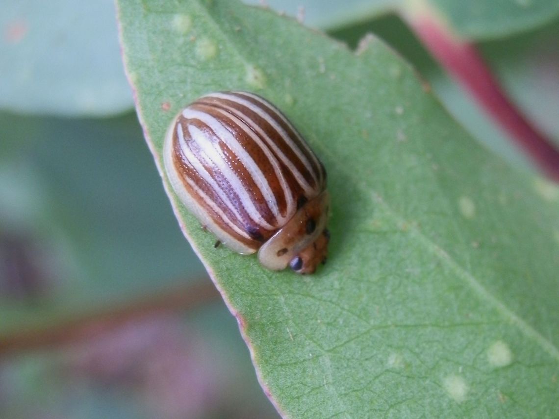 Wooden Chrysomelid Beetle (paropsisterna lignea)  A beautiful striped leaf beetle about 12 mm long. The dark brown alternated with white stripes. The outer elytral margin appeared white and there were five dark stripes on each elytron - the first fusing with the second from the outer elytral margin and the third fusing with the fourth. The Pronotum was a pale brown with three back dots.<br />
This beetle is variable in appearance.<br />
Spotted on a Mountain Ash sapling (Eucalyptus regnans) in alpine Victoria.<br />
<br />
 Australia,Fall,Geotagged,Paropsisterna lignea