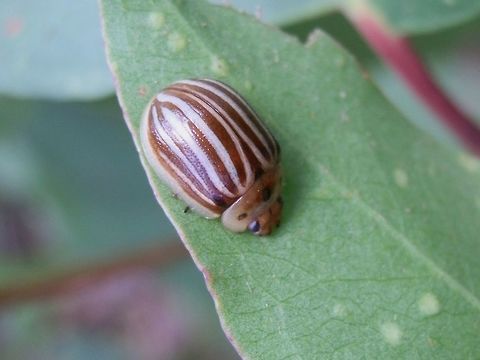 Wooden Chrysomelid Beetle (paropsisterna lignea)  A beautiful striped leaf beetle about 12 mm long. The dark brown alternated with white stripes. The outer elytral margin appeared white and there were five dark stripes on each elytron - the first fusing with the second from the outer elytral margin and the third fusing with the fourth. The Pronotum was a pale brown with three back dots.
This beetle is variable in appearance.
Spotted on a Mountain Ash sapling (Eucalyptus regnans) in alpine Victoria.

 Australia,Fall,Geotagged,Paropsisterna lignea