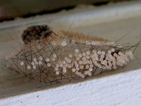 Clouded Footman ( Anestia ombrophanes) -part 3 This is a shot of the same specimen about 10 days later. The male moths had disappeared and the female continued to cover the hairy cocoon with glistening eggs. Anestia ombrophanes,Australia,Fall,Geotagged