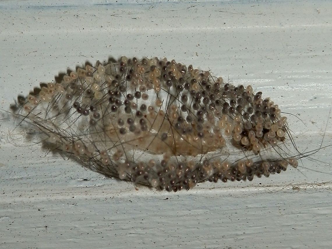 Clouded Footman ( Anestia ombrophanes) Part 4 This taken about about 2 weeks later - the eggs had turned black showing developing larvae within.  The female was seen on the ground below the cocoon - she had died and dropped off the cocoon. A very small, soft bodied specimen that lay among the dust &amp; leaf debris after playing her part in the propagation of this species ! Anestia ombrophanes,Australia,Fall,Geotagged