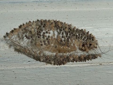 Clouded Footman ( Anestia ombrophanes) Part 4 This taken about about 2 weeks later - the eggs had turned black showing developing larvae within.  The female was seen on the ground below the cocoon - she had died and dropped off the cocoon. A very small, soft bodied specimen that lay among the dust & leaf debris after playing her part in the propagation of this species ! Anestia ombrophanes,Australia,Fall,Geotagged