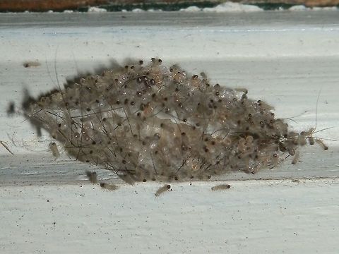Clouded Footman (Anestia ombrophanes) Part 5 Taken about 17 days later, the larvae had hatched and can bee seen crawling outside the cocoon as tiny white caterpillars with shiny black heads. They are off in search off some delicious lichen, perhaps !
Time span between stages is approximate but the whole process seemed to take about 20 days....
This is the last post for this spotting. An interesting process to follow. Anestia ombrophanes,Australia,Fall,Geotagged