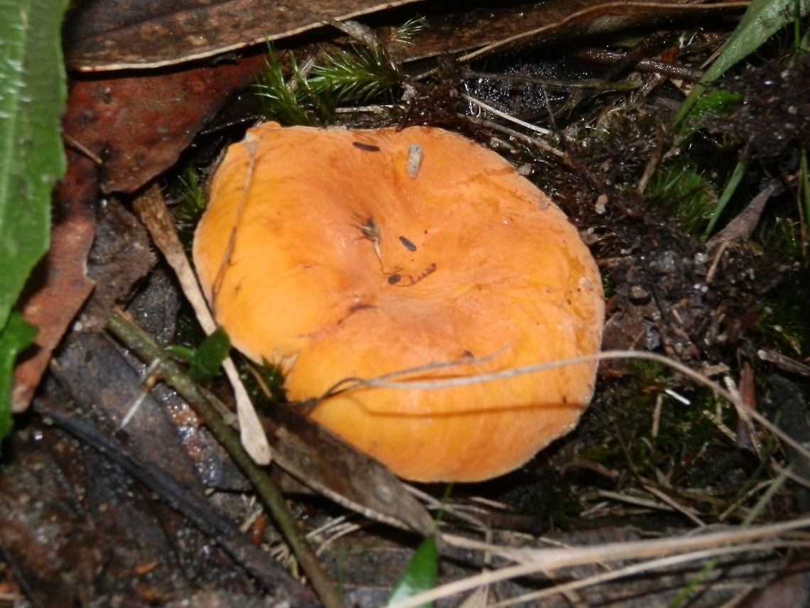 Russula flocktoniae A beautiful vibrantly yellow mushroom with a velvety look. The centre of the cap which was about 60 mm, was slightly depressed. The slightly spaced gills were a bright white sharply contrasting with a pale orange stipe.<br />
Spotted in a sclerophyll forest with eucalyptus and native heath. Australia,Fall,Geotagged,Russula flocktoniae