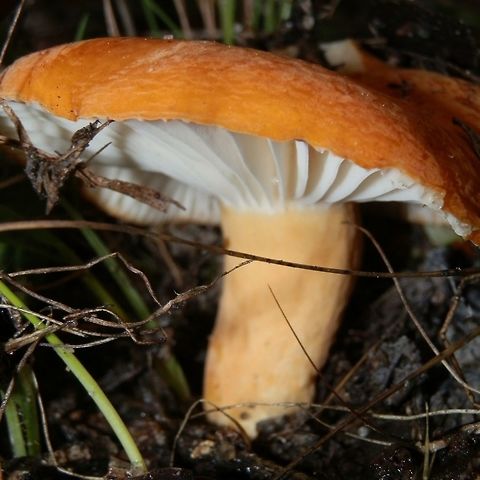 Russula flocktoniae A shot of the mushroom from the previous posting showing the gills and stipe. Australia,Fall,Geotagged,Russula flocktoniae