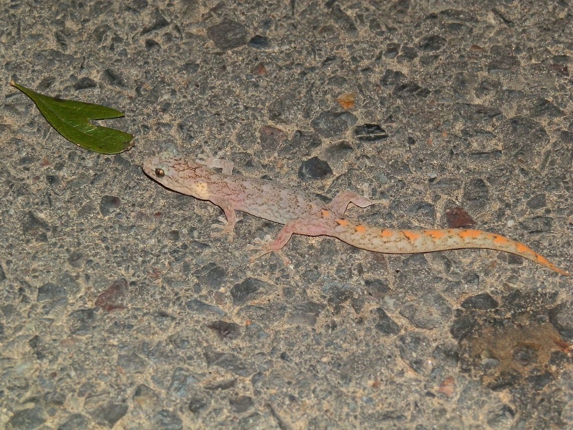 Marbled Gecko ( Christinus marmoratus) About 100 mm long, this gecko had faint patterns like a fine black mesh on a pale grey flattened body. The tail had a pale orange patterns along the midline ( a distinguishing feature for this species). It is also known for its large toe pads.<br />
Spotted darting across the road on a warm night. Australia,Christinus marmoratus,Fall,Geotagged