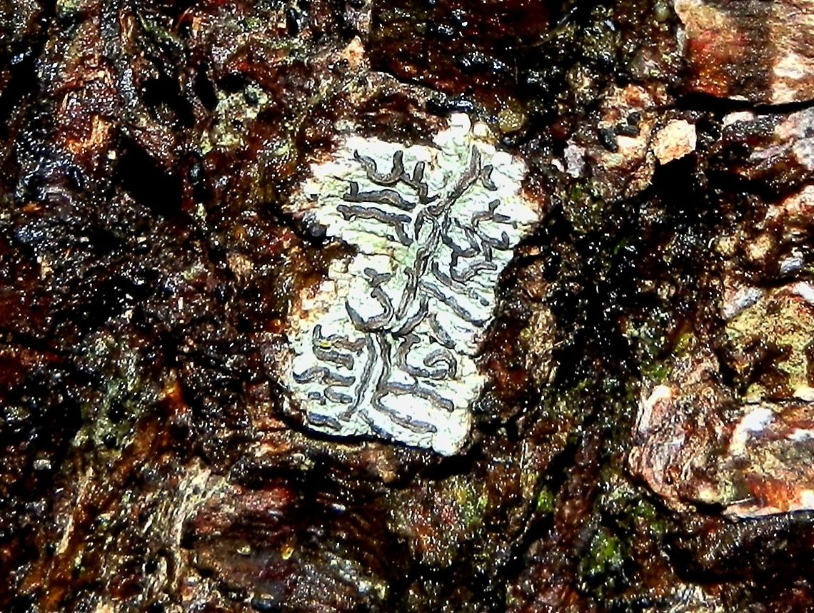 Graphid Lichen (Graphis mucronata) Small pale greyish-white plaques (photobiont) were seen on moist thick bark of a eucalypt. Each of these plaques had a scribbly lead-grey pattern. These long, branched reproductive parts (Lirellae) are the spore-bearing apothecia.<br />
There were several of these patches on the bark but you had to have a close look to see the 'scribbles'. This was spotted on a tree in the coastal area - Snowy River estuary. Australia,Fall,Geotagged,Graphis mucronata