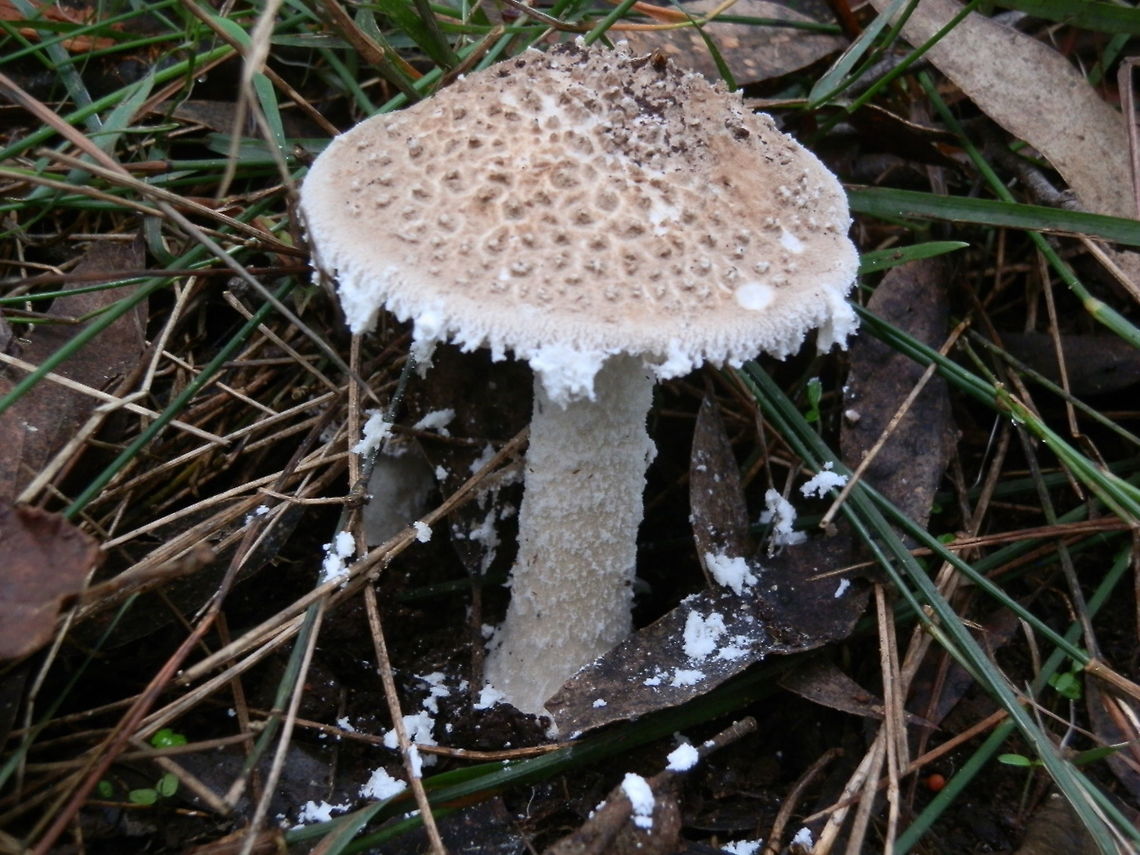 Amanita ananiceps An amanita with a greyish cap about 70 mm wide and grey powdery meal and deciduous warts. Remnants of the universal veil could be seen hanging as shards along the cap rim, much like in A.farinacea and as a wispy ring around the stipe. The stipe was felty and white. Remnants of the veil could also be seen on the forest floor around the fruiting body.<br />
Spotted in damp soil - eucalypt forest. (Sherbrooke Forest)<br />
<br />
<br />
 Amanita ananiceps,Australia,Fall,Geotagged
