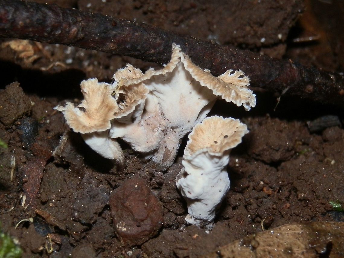 Pseudocraterellus sinuosus Vaguely trumpet shaped, these fruiting bodies had greyish white spore surface forming the outside of the trumpet. The fawn coloured caps were wrinkled with frilly margins. <br />
Spore print was white. Spotted in damp soil in a well-shaded area in a eucalypt forest.<br />
An uncommon fungus. It is also known as P. undulatus. There are many in this genus in Europe. Australia,Fall,Geotagged