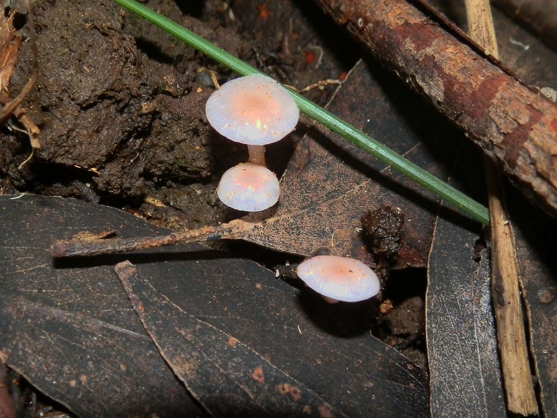 Mycena roseoflava These small mycena were delicately pink and about 3 mm wide. The centres were a deeper pink. Caps were glutinous. Stipes were cylindrical and brown at the base. <br />
Gills were white. The fruiting bodies were seen in small colonies.<br />
Spotted growing on wood and leaf debris in very moist soil - damp eucalypt forest.  Australia,Fall,Geotagged