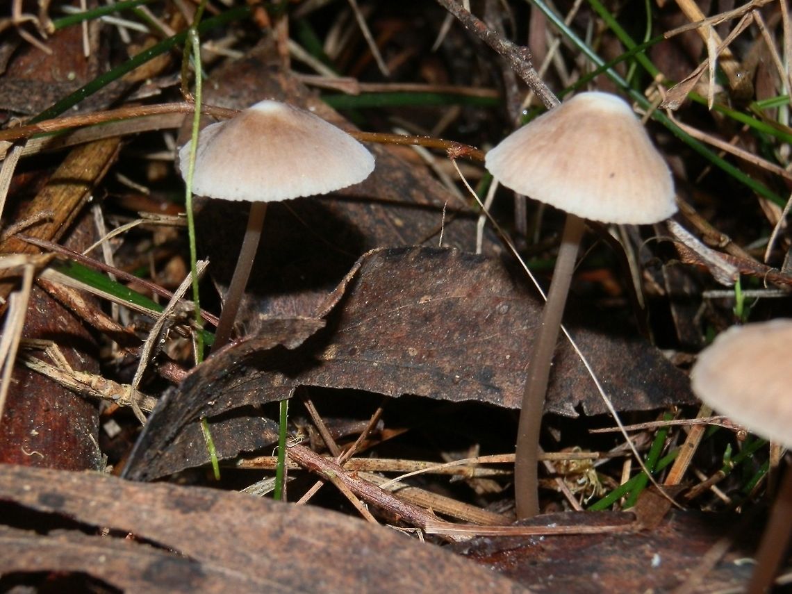 Mycena albidofusca With caps upto 20 mm wide, this mycena had conical striate caps with white umbos. The caps were a fawn colour. Stipes were the same colour fading to white near the cap. Gills were a greyish-brown.<br />
Spotted on damp forest floor amongst leaf litter - damp eucalyptus forest.  Australia,Fall,Geotagged