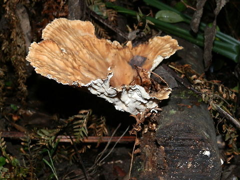 Leathery Goblet (Cymatoderma elegans) A large brown paper-thin fruiting body with a ruffled upper surface and beautiful white pore surface (underside) arising from a damp log. The fruiting body had a very short stipe.
Spotted in a damp temperate rain forest.
My thanks to John Walter for the ID and highlighting the difference between this genus and Podoscypha petalodes -he says: ""..this looks more like Cymatoderma elegans, it has much larger funnels than the Podoscypha and the wrinkled white underside is not seen on the Podoscypha "  Australia,Cymatoderma elegans,Fall,Geotagged,Podoscy