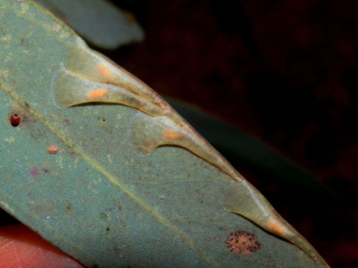 Eastern Horn Lerp (Creiis corniculatus) These were small slightly flattened trumpet-shaped lerps spotted on eucalyptus leaves. The broader part of these lerps were transparent and appeared fragile. each of these lerps appeared to have a nymph inside with their pale orange coloured bodies clearly visible through the transparent lerp shell.<br />
These lerps are protective covers constructed by the nymphs of small hemipterans. The nymphs feed under the protection of these covers. <br />
Unlike lerps of Glycaspis species, I could not see any ants crawling around these lerps. I assume therefore that these lerps are not made of the same material as the Glycaspis species. Also, this species of Creiis lerps seemed keratinous. Various birds feed on lerps but a study on lerp-feeding by birds suggests that birds avoided the Creiis species of lerps.<br />
Spotted on Mugga Ironbark (Eucalyptus sideroxylon) in the Cocoparra National Park, New South Wales<br />
 Australia,Creiis corniculatus,Geotagged,Winter,eastern horn lerp