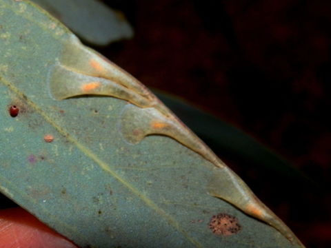 Eastern Horn Lerp (Creiis corniculatus) These were small slightly flattened trumpet-shaped lerps spotted on eucalyptus leaves. The broader part of these lerps were transparent and appeared fragile. each of these lerps appeared to have a nymph inside with their pale orange coloured bodies clearly visible through the transparent lerp shell.
These lerps are protective covers constructed by the nymphs of small hemipterans. The nymphs feed under the protection of these covers. 
Unlike lerps of Glycaspis species, I could not see any ants crawling around these lerps. I assume therefore that these lerps are not made of the same material as the Glycaspis species. Also, this species of Creiis lerps seemed keratinous. Various birds feed on lerps but a study on lerp-feeding by birds suggests that birds avoided the Creiis species of lerps.
Spotted on Mugga Ironbark (Eucalyptus sideroxylon) in the Cocoparra National Park, New South Wales
 Australia,Creiis corniculatus,Geotagged,Winter,eastern horn lerp