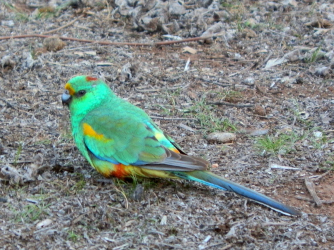 mulga parrot (Psephotus varius) This was a sim lorikeet-like parrot with most of its body a lovely emerald green. There was a small patch of yellow above the beak and a bar of yeallow on the wings. The back of the neck had a patch of red and the lower belly showed some orange. <br />
Tail feathers and tips of wings were tinged purple. <br />
The bill was a blue-grey edged with black.<br />
Spotted on open scrubland in a national park -New South Wales.<br />
 Australia,Geotagged,Mulga parrot,Psephotus varius,Winter
