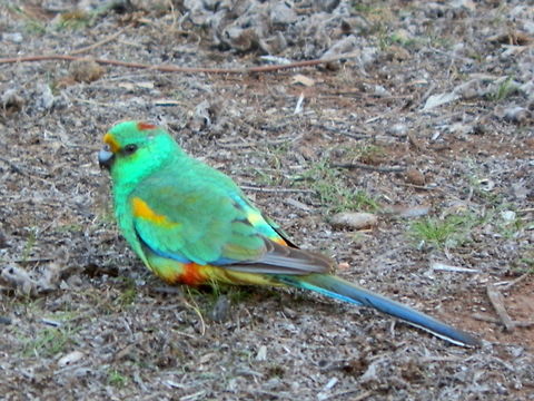 mulga parrot (Psephotus varius) This was a sim lorikeet-like parrot with most of its body a lovely emerald green. There was a small patch of yellow above the beak and a bar of yeallow on the wings. The back of the neck had a patch of red and the lower belly showed some orange. 
Tail feathers and tips of wings were tinged purple. 
The bill was a blue-grey edged with black.
Spotted on open scrubland in a national park -New South Wales.
 Australia,Geotagged,Mulga parrot,Psephotus varius,Winter