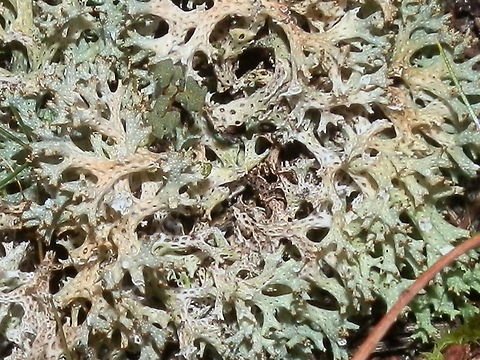 Coral Lichen (Cladia retipora) This is a close-up of the lichen in the previous spotting, showing the fenestrations (lattice ) on the lichen body. Australia,Cladia retipora,Geotagged,Winter