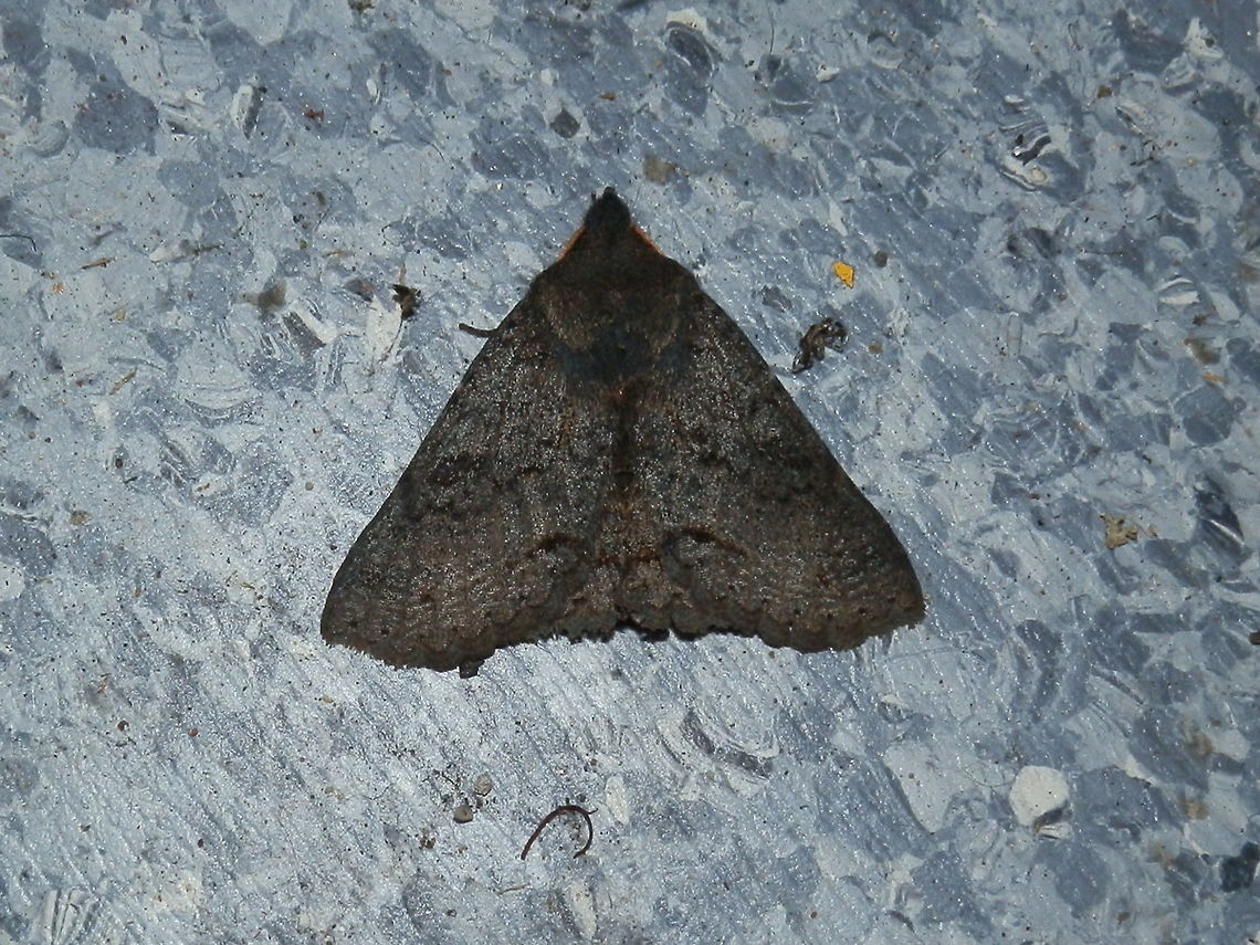 Noctuid Moth (Praxis pandesma) A dark moth with a wing span of about 35 to 40 mm with dense setae on thorax and legs. Fore wings had scalloped trailing margins. Faint flecks of yellow-green were seen on costa and submarginal areas of wings. Feathery antennae were a deep red. Labial palps short. Could not make out much else against the darkness of the velvety wings but could see fine wavy lines. There were about three of these moths around bright lights on a cool evening.<br />
Spotted near a national park - under bright lights. Australia,Geotagged,Praxis pandesma,Winter