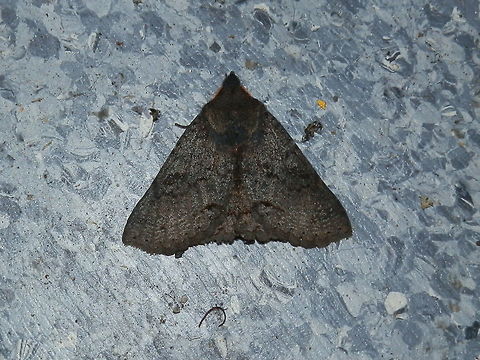 Noctuid Moth (Praxis pandesma) A dark moth with a wing span of about 35 to 40 mm with dense setae on thorax and legs. Fore wings had scalloped trailing margins. Faint flecks of yellow-green were seen on costa and submarginal areas of wings. Feathery antennae were a deep red. Labial palps short. Could not make out much else against the darkness of the velvety wings but could see fine wavy lines. There were about three of these moths around bright lights on a cool evening.
Spotted near a national park - under bright lights. Australia,Geotagged,Praxis pandesma,Winter