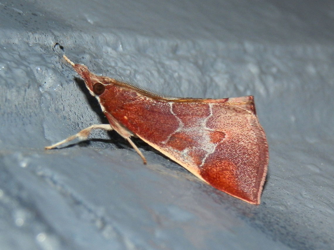 Crambid Moth (Anemosa exanthes) A very attractive crambid moth with a wing span of about 30 mm. Wings were a varying shade of brown and orange with bright orange patches at the apices. The thin pale line along  the costa  also stood-out. Wings were tented and feathery antennae swept back. Labial palps were brush-like forming a 'snout'. <br />
Spotted under bright lights near a national park on a warm evening. Anemosa exanthes,Australia,Geotagged,Moth Week 2018,Winter