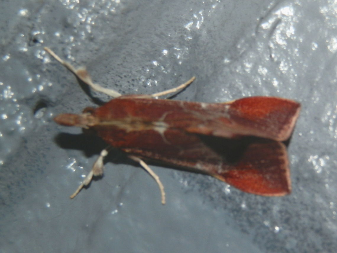 Anemosa exanthes A dorsal view of the same moth from the previous spotting. Anemosa exanthes,Australia,Geotagged,Winter