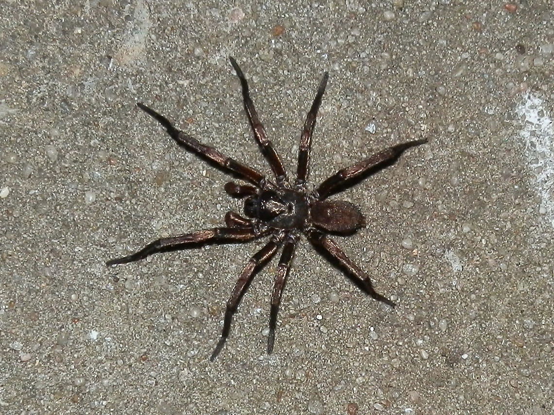 Victorian Trapdoor spider (Stanwellia grisea) A long-legged dark brown spider with large fangs spotted crawling around the back yard. Fine short hairs on the legs and abdomen gave it a silky look. The small abdomen and large palps suggest that it&#039;s a male.<br />
In spite of the common name, these spiders do not build trapdoors. they wait by their burrows to  ambush passing insects. Males are sometimes seen wandering around at night in search of a mate - happens in autumn or early winter. Bites can be deep and painful because of the size of the fangs but they are not known to cause medical problems. Australia,Fall,Geotagged,Melbourne trapdoor spider,Stanwellia grisea