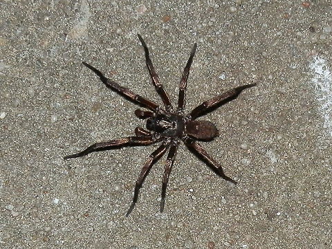 Victorian Trapdoor spider (Stanwellia grisea) A long-legged dark brown spider with large fangs spotted crawling around the back yard. Fine short hairs on the legs and abdomen gave it a silky look. The small abdomen and large palps suggest that it's a male.
In spite of the common name, these spiders do not build trapdoors. they wait by their burrows to  ambush passing insects. Males are sometimes seen wandering around at night in search of a mate - happens in autumn or early winter. Bites can be deep and painful because of the size of the fangs but they are not known to cause medical problems. Australia,Fall,Geotagged,Melbourne trapdoor spider,Stanwellia grisea
