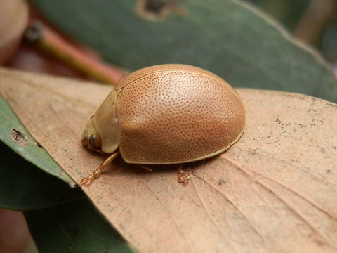 Chrysomelid Leaf Beetle -female (Paropsisterna crocata) A beautiful high-backed beetle with peach-coloured elytra and a greenish pronotum. The elytra were pitted.
Spotted on a eucalyptus tree (species not known) in a national park.
There were not many beetles around this time of year - just coming out of winter so this was an exciting find ! 
 Australia,Geotagged,Paropsisterna crocata,Saffron eucalyptus leaf beetle,Spring