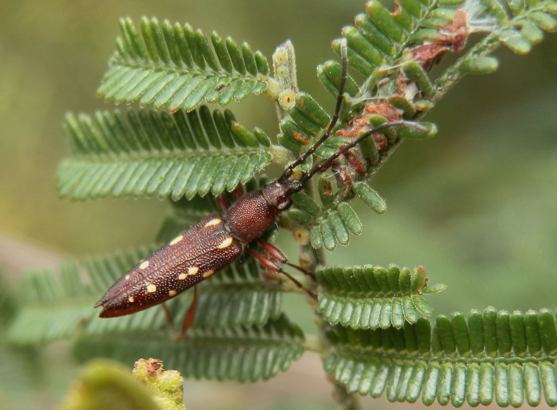 Spotted Longicorn (Eburophora octoguttata) -male An attractive dark brown longicorn with medium-length black antennae and thick femurs. Elytra had small pale yellow spots. The beetle would have been about 18 to 20 mm long.<br />
Spotted on black wattle (Acacia mearnsii) - in a national park.<br />
My thanks to WildFlower and Martin Lagerway for their help with the ID.<br />
Note that this particular specimen is a somewhat aberrant colour form with extra spots as compared to the usual &quot;factory issue&quot; Eburophora octoguttata. <br />
 Australia,Cerambycidae,Cerambycinae,Coleoptera,Deilini,Eburophora,Eburophora octoguttata,Geotagged,Spring