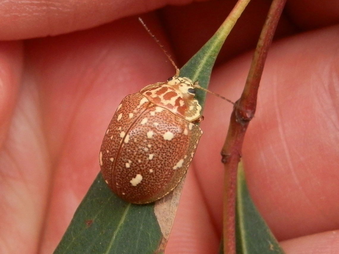 Paropsine Leaf Beetle (Paropsis geographica) A reddish-brown leaf beetle with cream spots. Elytra were pitted. The wiggly pale patterns on the outer margins of the pronotum gave it a scalloped look. The beetle would have been about 14 mm long.<br />
Spotted on Manna Gum ( Eucalyptus viminalis)<br />
That's two leaf beetles in two days - can't believe it !<br />
<br />
<br />
 Australia,Geotagged,Paropsis geographica,Spring