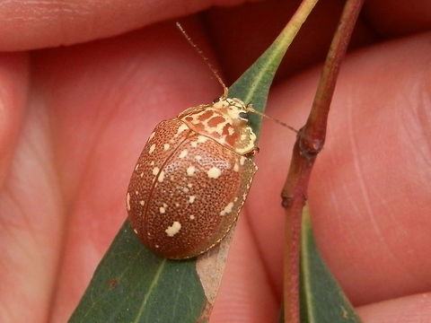 Paropsine Leaf Beetle (Paropsis geographica) A reddish-brown leaf beetle with cream spots. Elytra were pitted. The wiggly pale patterns on the outer margins of the pronotum gave it a scalloped look. The beetle would have been about 14 mm long.
Spotted on Manna Gum ( Eucalyptus viminalis)
That's two leaf beetles in two days - can't believe it !


 Australia,Geotagged,Paropsis geographica,Spring