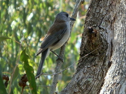 Grey Shrike Thrush - male A medium-sized bird with soft brownish grey colouring. The nape and back were a bronze colour and the throat and belly a pale grey. A white patch between the eyes and black long beak indicates that it is a male. It had a beautiful song.
Spotted in a scruby woodland - a reserve with mixed native trees & shrub. ( Baluk Willum Reserve)

 Australia,Colluricincla harmonica,Geotagged,Grey Shrike-thrush,Spring