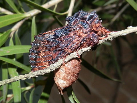 Two-toned Notodontid Moth - Gravid female ( Sorama bicolor) Looking very much like a piece of bark from an Ironbark gum tree this moth had wings of brown and deep bluish grey. The thorax showed tufts of deep grey and black setae looking like charred wood. Pic 4 shows two front legs. It was difficult to see details of the head. This moth had a very thick abdomen, that was hanging to one side of the narrow branch, suggesting that it was a gravid female.
Spotted on a callistemon bush at the foothills of the Dandenong Ranges (National Park). The moths occur all along the east coast of Australia and the South West part of West Australia. 
 Australia,Geotagged,Sorama bicolor,Spring