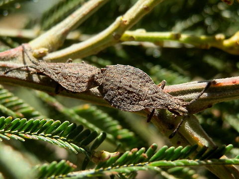 Wingless Coreid Bug (Agriocopocoris sp.) These two wingless squash bugs looking very much like nymphs of other coreid bugs, were spotted mating on this acacia wattle. The larger of the two,the female would have been about 12 mm long. The bugs had narrow, small heads and the antennae were 4- segmented. The bodies were a grey-brown colour.
Spotted on black wattle (Acacia mearnsii) in a national park
 Agriocopocorinae,Agriocopocorini,Agriocopocoris,Australia,Coreidae,Geotagged,Hemiptera,Heteroptera,Spring