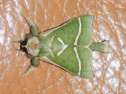 Splendid Ghost Moth -male (Aenetus ligniveren) A striking green moth with diagonal thin white markings on its wings. The abdomen was also green with forked tufts of short white setae. Legs were also covered with green setae. Eyes were large. Antennae were fairly short and feathery.
Flew into the house, attracted by bright lights. There are mixed native trees in the area.
The female of the species is green with brown patterns that make it look like a drying leaf as it hangs of plants or branches.
Side view
https://www.jungledragon.com/image/55245/splendid_ghost_moth_a.ligniveren.html Aenetus ligniveren,Australia,Common splendid ghost moth,Geotagged,Spring