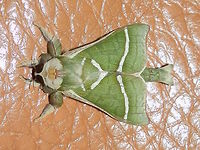 Splendid Ghost Moth -male (Aenetus ligniveren) A striking green moth with diagonal thin white markings on its wings. The abdomen was also green with forked tufts of short white setae. Legs were also covered with green setae. Eyes were large. Antennae were fairly short and feathery.<br />
Flew into the house, attracted by bright lights. There are mixed native trees in the area.<br />
The female of the species is green with brown patterns that make it look like a drying leaf as it hangs of plants or branches.<br />
Side view<br />
https://www.jungledragon.com/image/55245/splendid_ghost_moth_a.ligniveren.html Aenetus ligniveren,Australia,Common splendid ghost moth,Geotagged,Spring