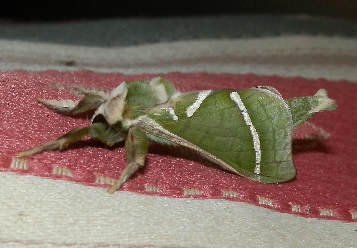 Splendid Ghost Moth (A.ligniveren) This is a lateral shot of the moth in the previous spotting. Eyes were large and dark.  The feathery antennae were surprisingly short.<br />
<figure class="photo"><a href="https://www.jungledragon.com/image/55243/splendid_ghost_moth_-male_aenetus_ligniveren.html" title="Splendid Ghost Moth -male (Aenetus ligniveren)"><img src="https://s3.amazonaws.com/media.jungledragon.com/images/2767/55243_thumb.jpg?AWSAccessKeyId=05GMT0V3GWVNE7GGM1R2&Expires=1767225610&Signature=EthHAn4IEZSsKQleEe2wxCGNVBo%3D" width="200" height="150" alt="Splendid Ghost Moth -male (Aenetus ligniveren) A striking green moth with diagonal thin white markings on its wings. The abdomen was also green with forked tufts of short white setae. Legs were also covered with green setae. Eyes were large. Antennae were fairly short and feathery.<br />
Flew into the house, attracted by bright lights. There are mixed native trees in the area.<br />
The female of the species is green with brown patterns that make it look like a drying leaf as it hangs of plants or branches.<br />
Side view<br />
https://www.jungledragon.com/image/55245/splendid_ghost_moth_a.ligniveren.html Aenetus ligniveren,Australia,Common splendid ghost moth,Geotagged,Spring" /></a></figure> Aenetus ligniveren,Australia,Common splendid ghost moth,Geotagged,Spring