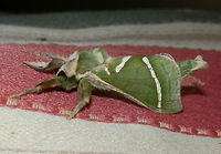 Splendid Ghost Moth (A.ligniveren) This is a lateral shot of the moth in the previous spotting. Eyes were large and dark.  The feathery antennae were surprisingly short.<br />
https://www.jungledragon.com/image/55243/splendid_ghost_moth_-male_aenetus_ligniveren.html Aenetus ligniveren,Australia,Common splendid ghost moth,Geotagged,Spring